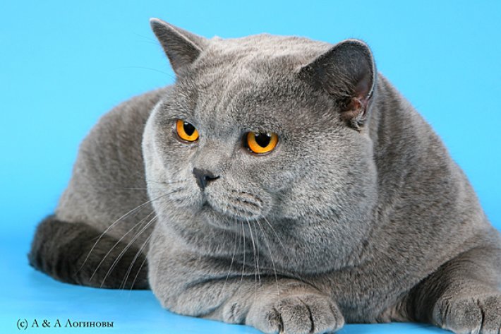 Зовнішність кошенят часто оманлива, але ось красу британського кота в дорослому вигляді важко сплутати з іншою породою