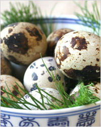 Перепелині яйця набагато корисніше курячих